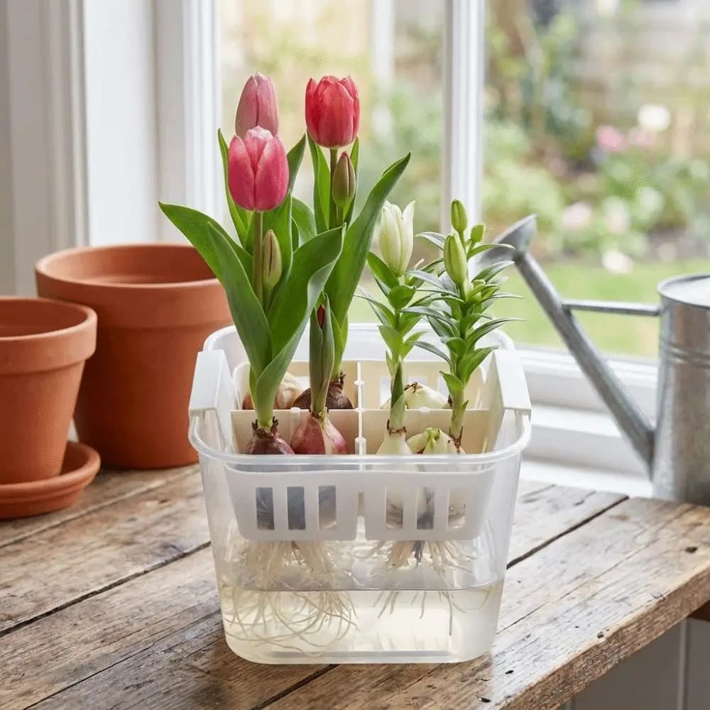 Containers for 4 parts hydroponic plants, Transparent vases for tulips, Plastic baskets for indoor gardening