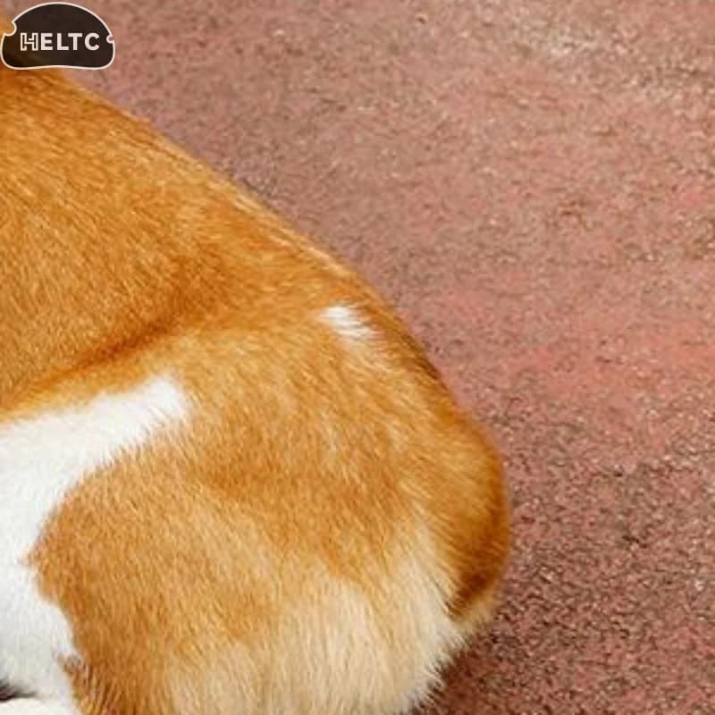 1 Pezzo Pettorina Regolabile per Cani e Gatti, Anti-Fuga, per Passeggiate e Escursioni, Accessori per Animali Domestici