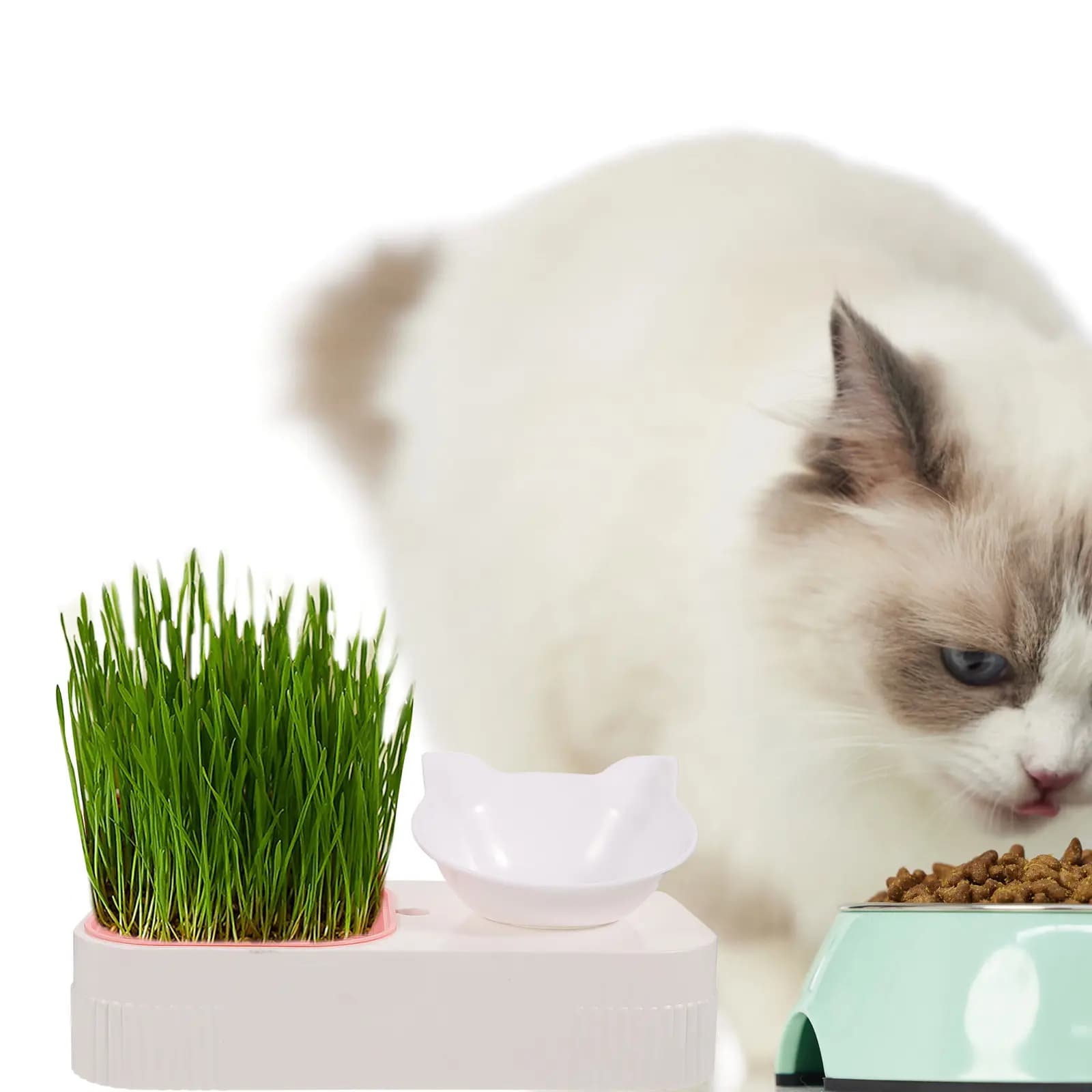 Ciotola Multifunzionale in Plastica per Gatti con Fioriera Integrata per Gatti da Interno, Piatto Antirovesciamento per Alimenti, Accessorio per l'Alimentazione degli Animali Domestici