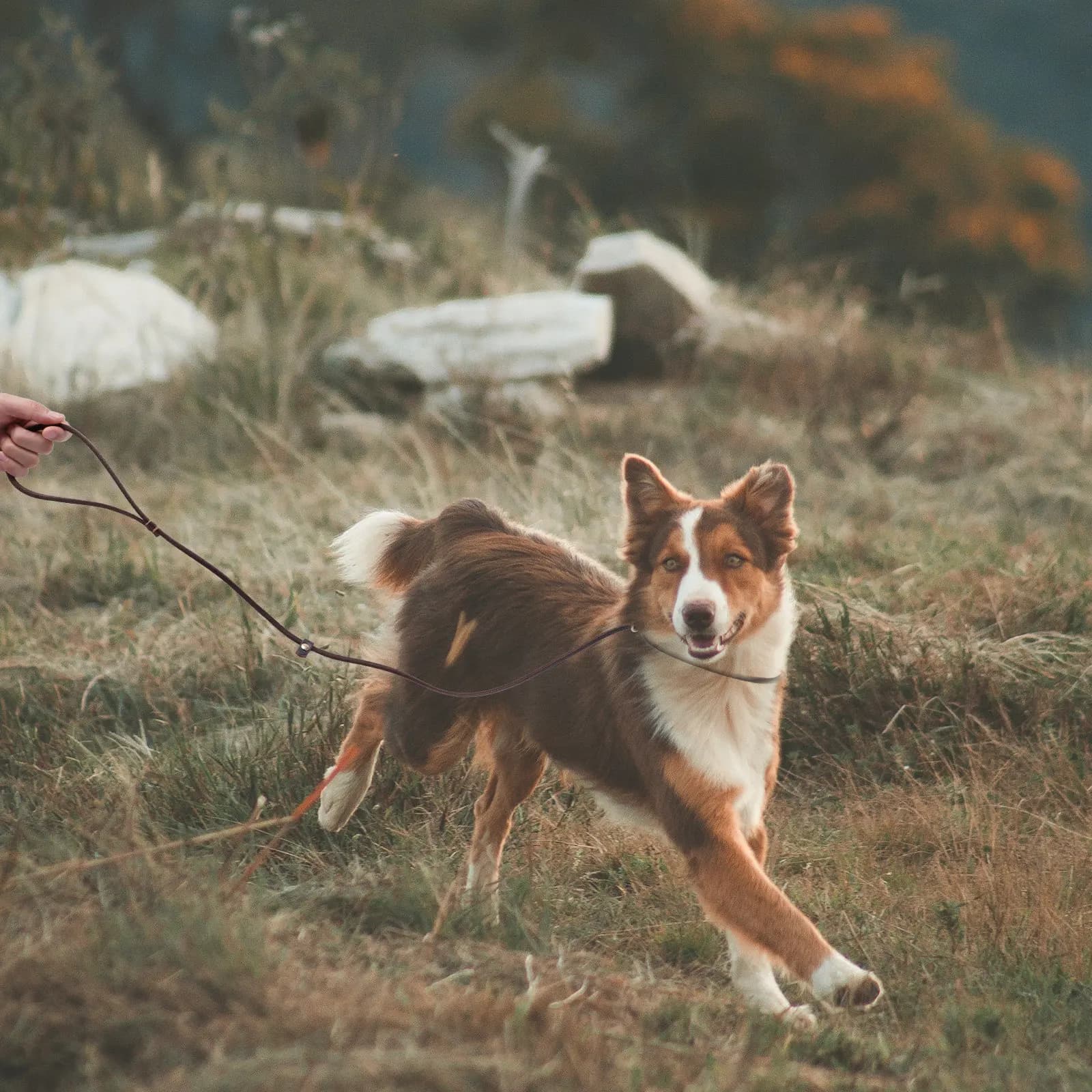 Guinzaglio Premium per Cani con Impugnatura Comoda, per Cani Piccoli e Medi, Ideale per Corsa, Passeggiate ed Escursioni