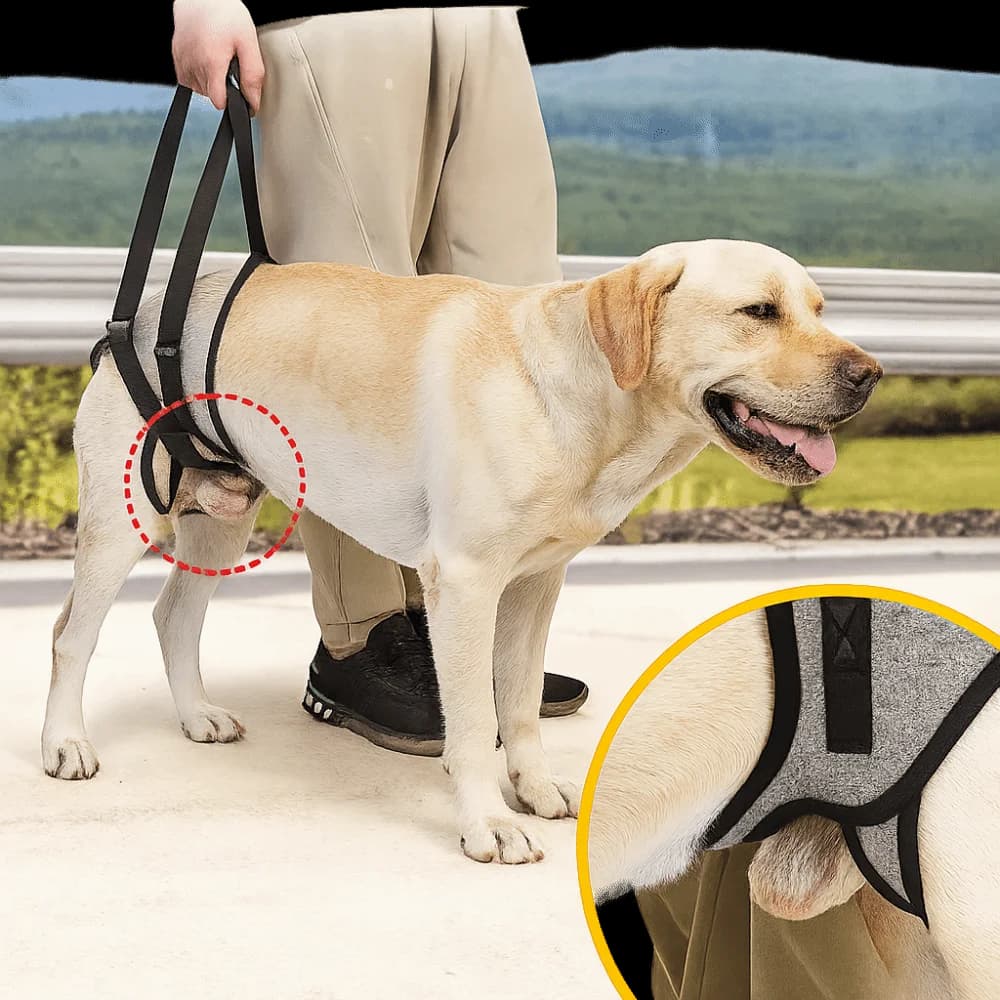Imbracatura di Sollevamento per Cani Regolabile, Comoda con Maniglia Antiscivolo, Supporto per Zampe Posteriori, Cinghie di Supporto Posteriori Staccabili, Uso Veterinario
