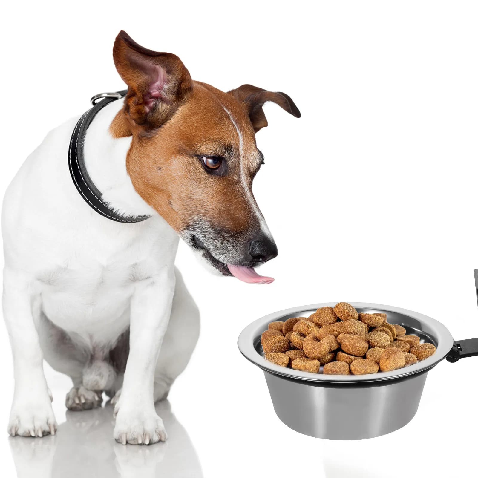 Set di Ciotole Rialzate in Acciaio Inox per Cani, per Cibo e Acqua, per Cani di Taglia Grande, Media e Piccola, Anti-Rovesciamento, Lavabili, Design Moderno
