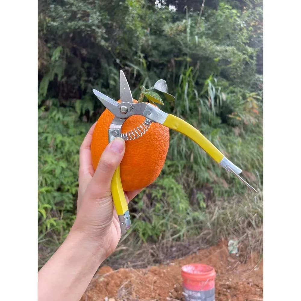 Premium Fruit Scissors in Stainless Steel, Small Garden Shears Yellow, Potting Scissors Carbon Steel, Oranges and Durevoli