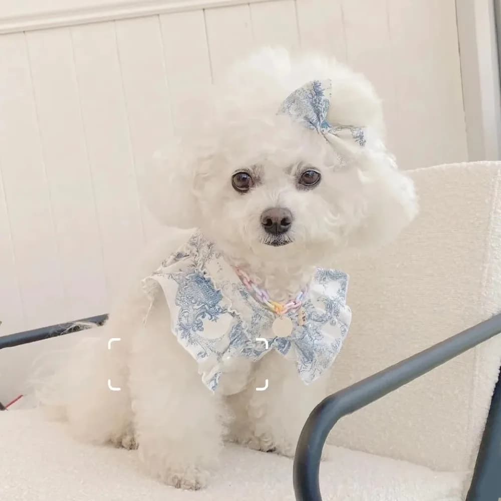 Elegant Dog Lace Harness,Print Floral Puppy Harness Lead For Small Medium Dogs,Breathable Fabric Adjustable Design,No Leash