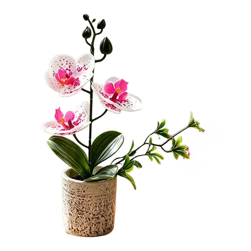 Pianta di Orchidea Fotorealistica con Delicata Struttura di Fioritura in Vaso di Polpa Opaca per Esigenze di Arredamento d'Interni