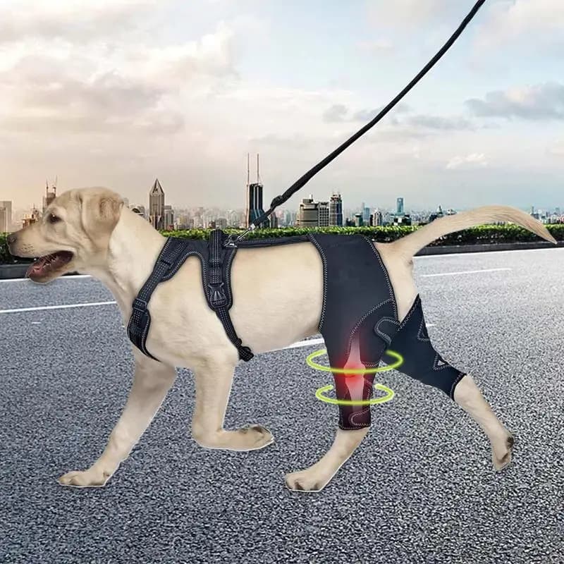 Ginocchiera per cani Tutore per supporto ortopedico per fianchi per animali domestici Protezione portatile per ferite al ginocchio per animali domestici per il recupero di piccoli animali