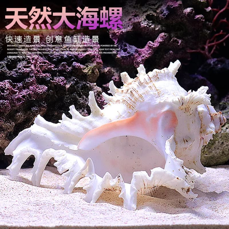 Natural Sea Snail Aquarium Decoration Various Sized Shells For Underwater World Ornaments And Hideaways