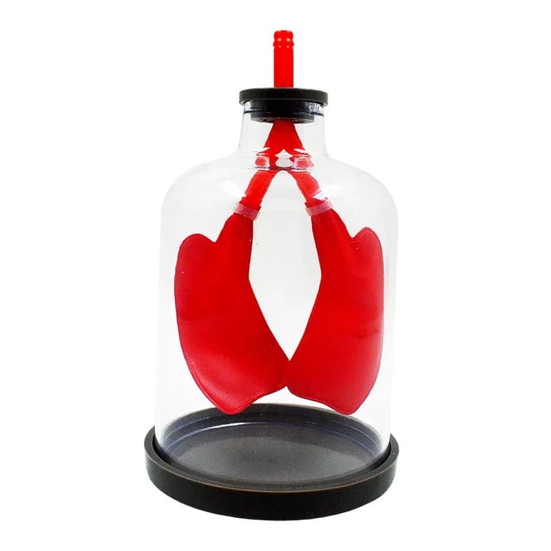 Lung Respiration Model Pulmonary Respiratory Model Human Respiratory System Model Septum Muscle Simulates Movement