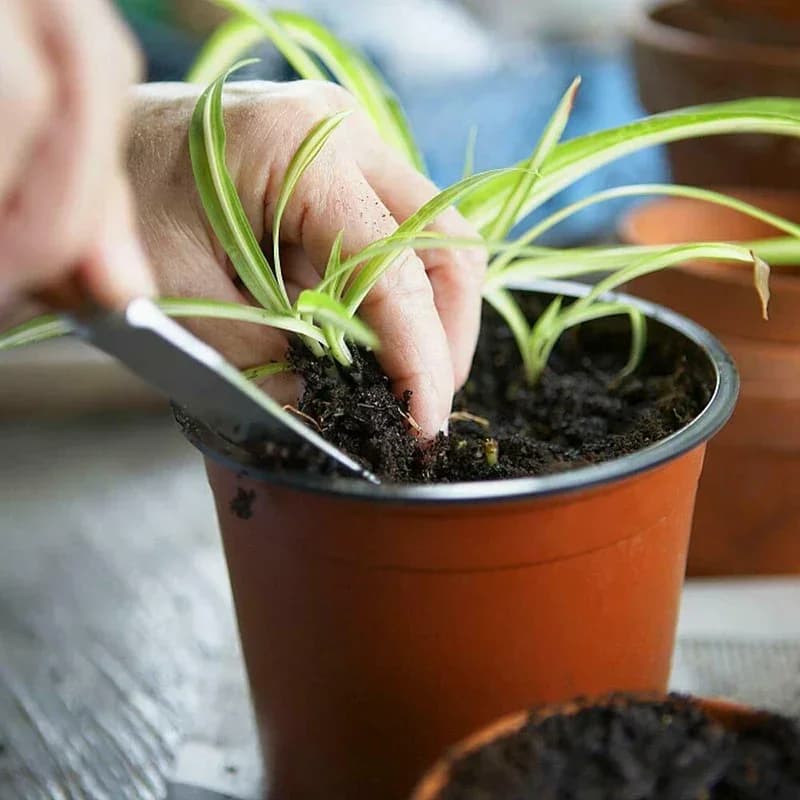yes75Pcs Flexible Plant Nursery Pots Seed Starting Pots Plastic Flower Plant Container for Succulents Seedlings Cuttings Transpl