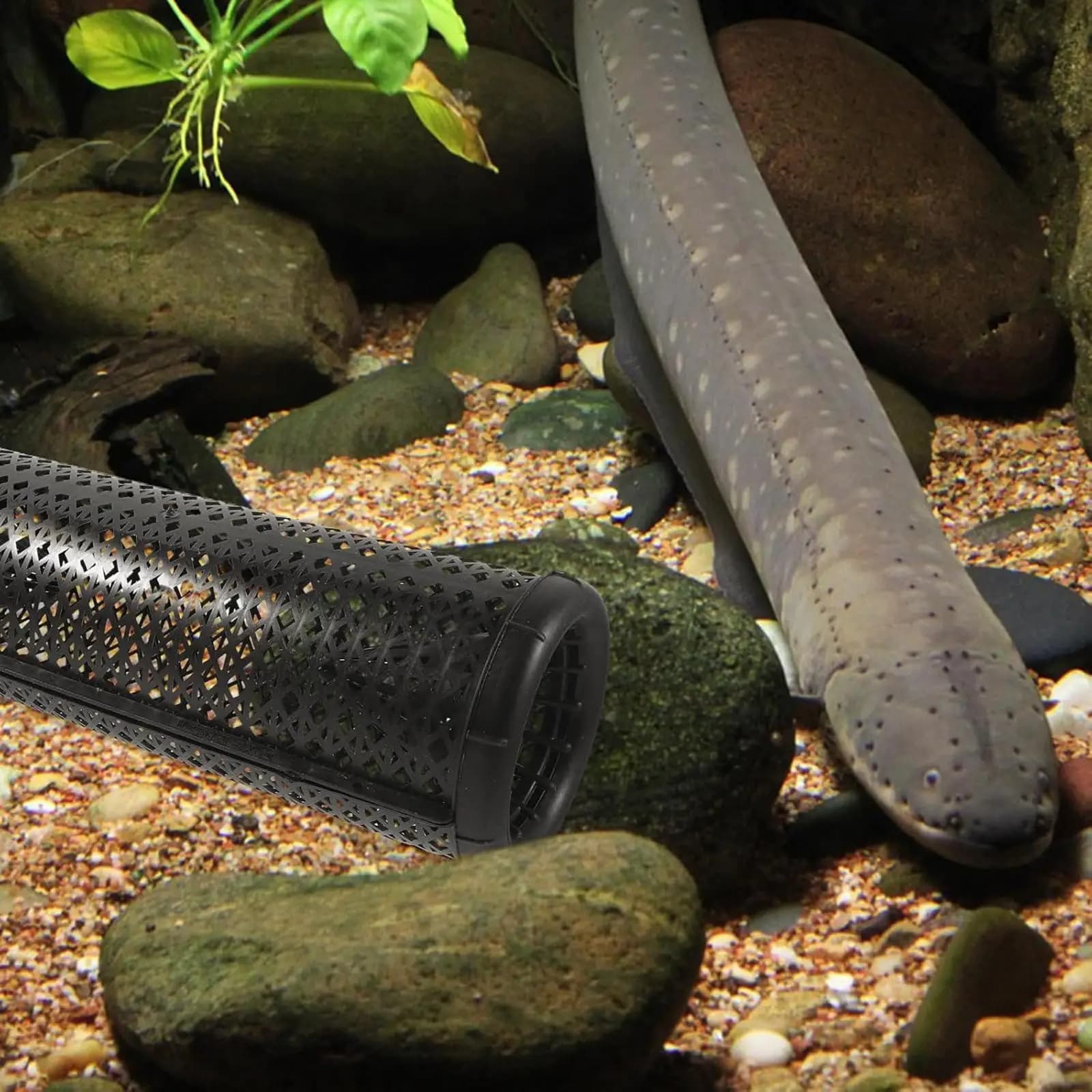 Foldable Eel Trap Mesh Basket Fishing Cage Novelties with Dense Vents for Professional Fish Trap Use