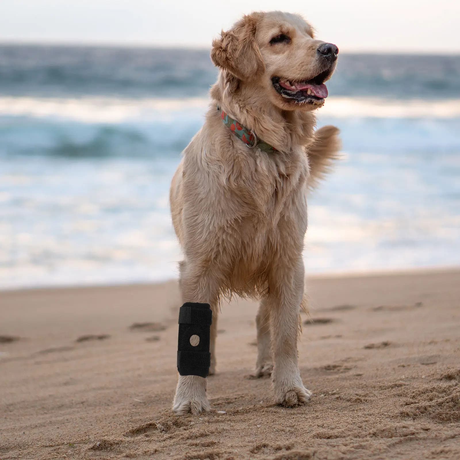 Protezioni per Ginocchia di Cani, Supporto per Gomiti, Protezione per Zampe e Articolazioni Regolabile