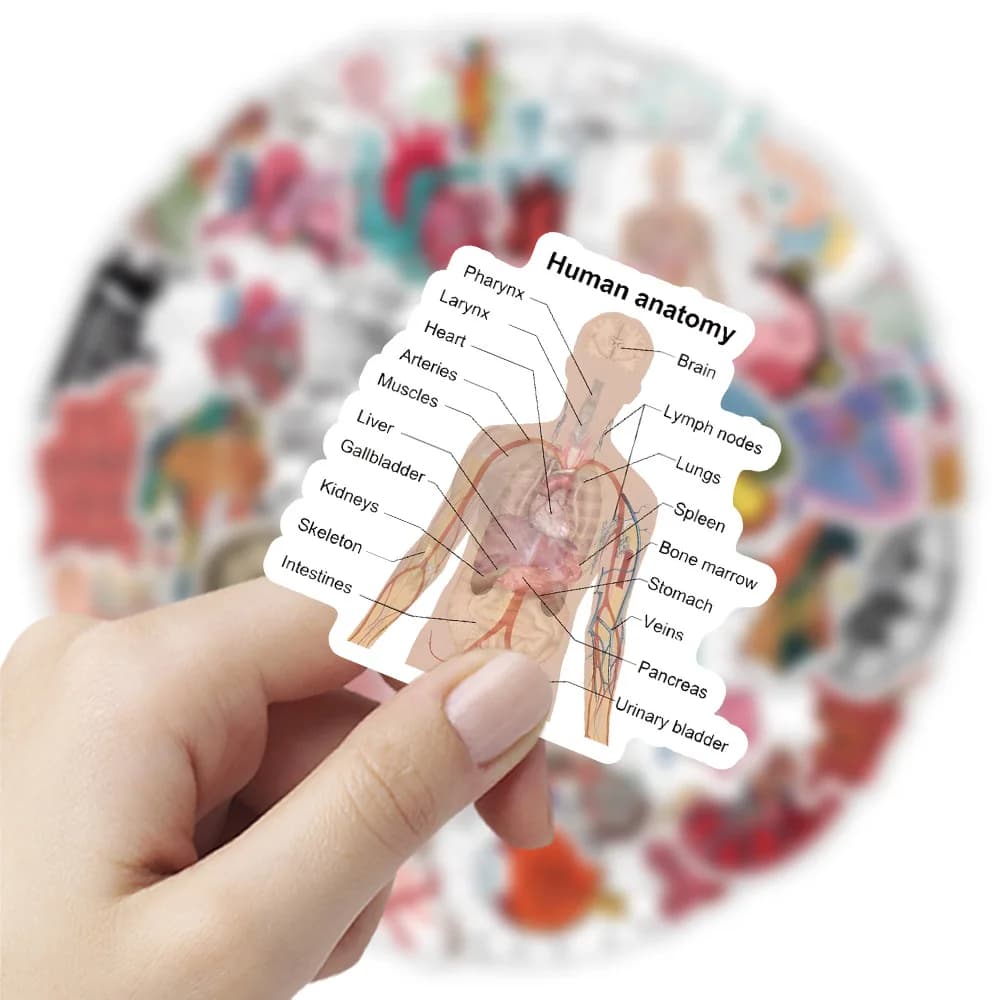 10/50PCS Anatomia Umana Adesivi Organi Umani Conoscenza Medica Graffiti Decorazione Valigia Notebook Adesivi Impermeabili Giocattoli