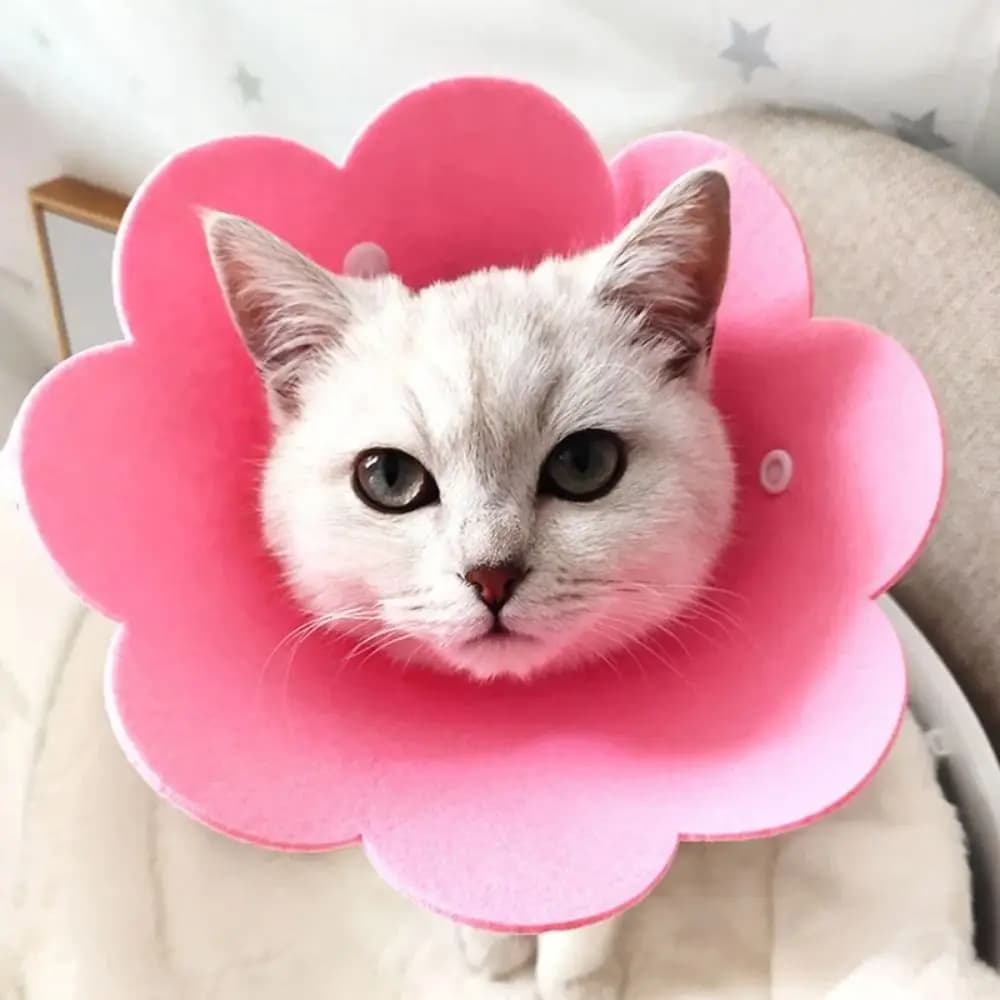 Collare protettivo per cani a forma di fiore Collare elisabettiano per gatti anti-morso regolabile dopo la chirurgia Guarigione delle ferite Accessori per animali domestici