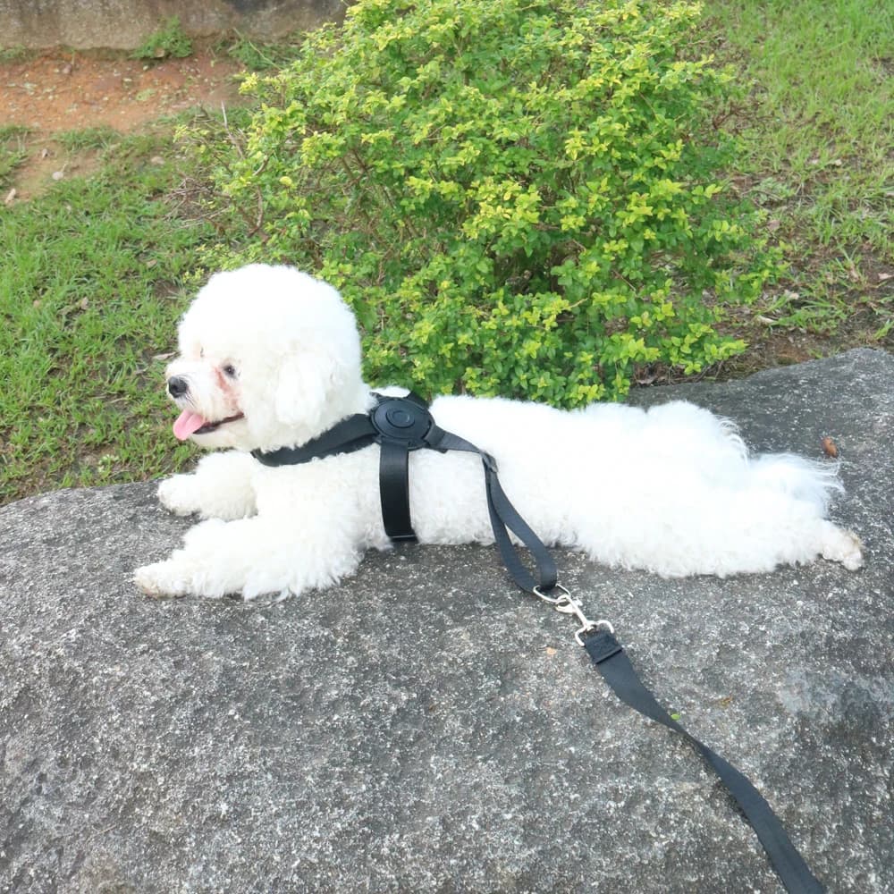Andanti-choking Medium Pet Harness Set One Click Pop Open Dog Harness Small Dog Harness Leash Easy Use Cat Harness Accessories