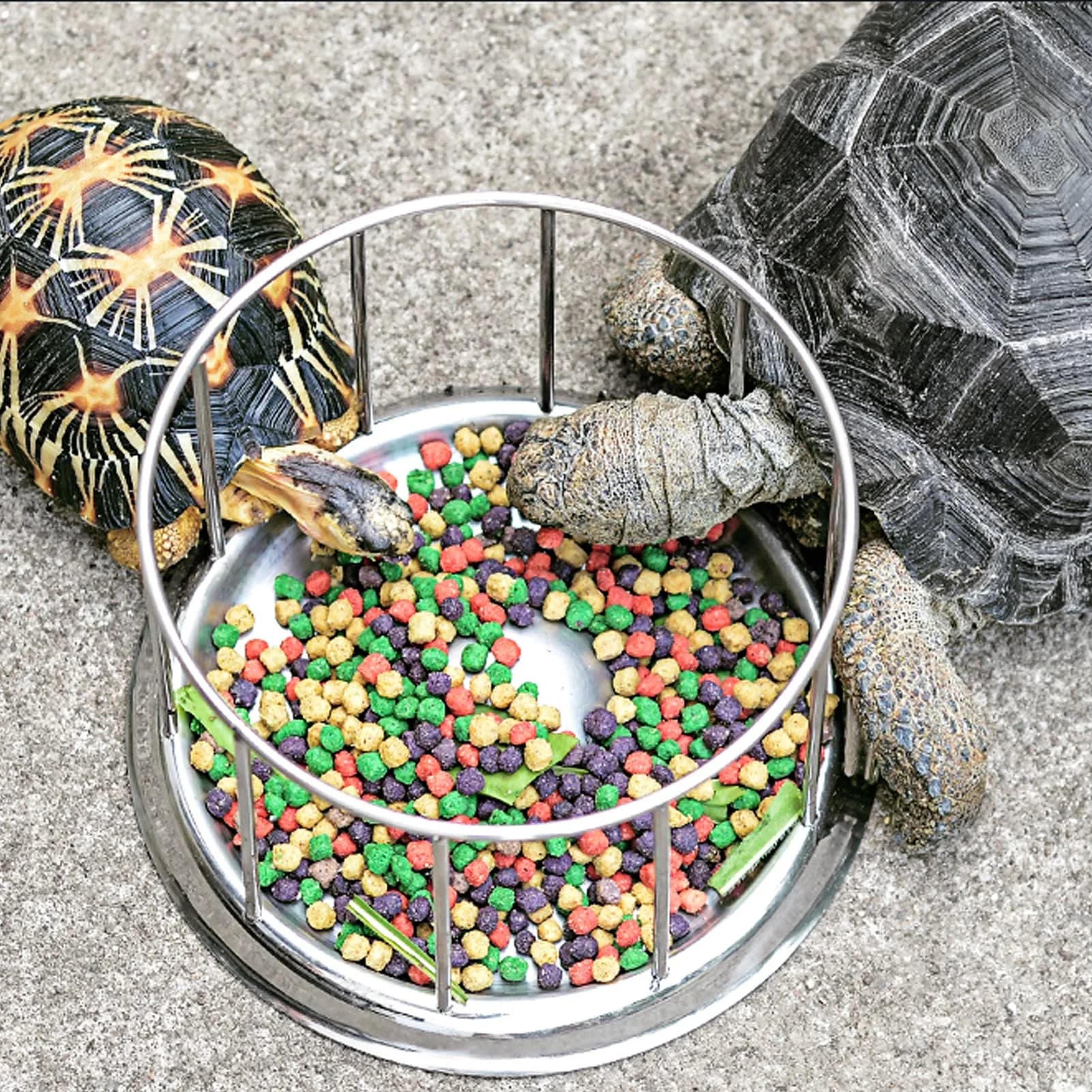 Ciotola per Alimenti per Tartarughe in Acciaio Inossidabile con Bordo Rotondo, Vasca per l'Alimentazione di Rettili per Casa e Negozio di Animali