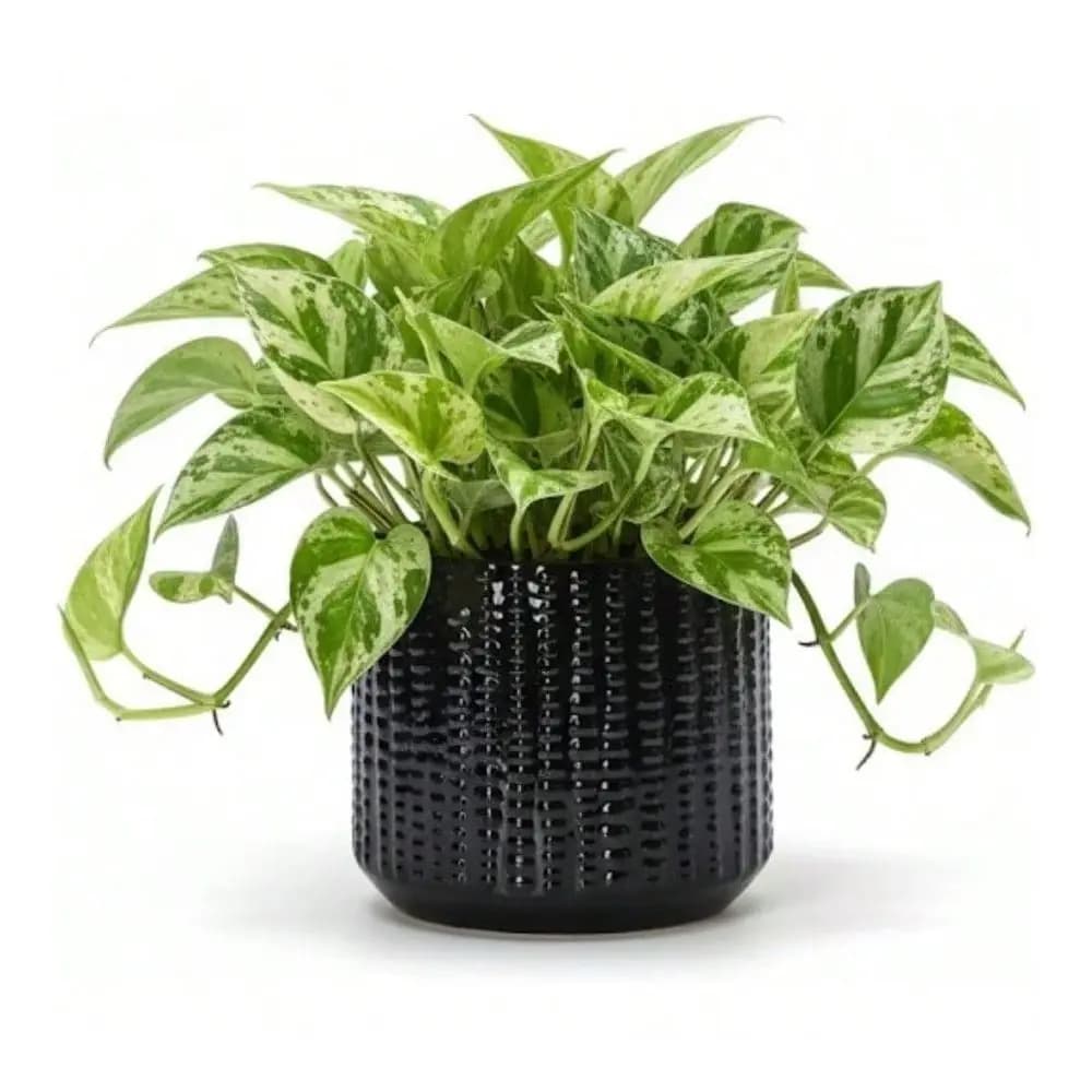 Planter Pot With Drainage Hole 5 Inch Dia Indoor And Outdoor Home Patio Garden Plants Flower Succulent Textured Round Black