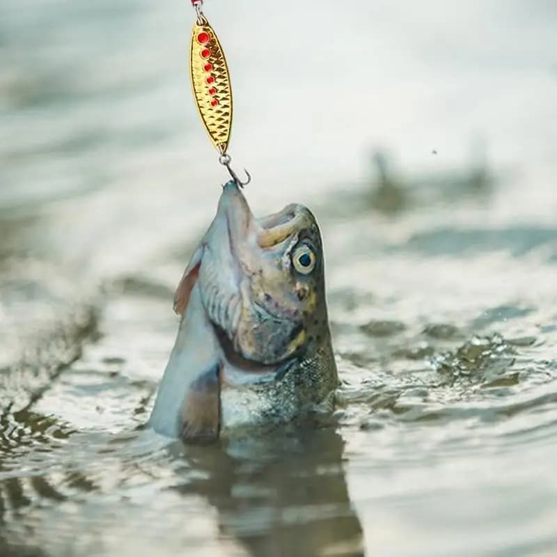 Portable fishing bait kit 2024 Countdown Trout bait for fishing kit on the lake Freshwater Fishing Calendar Advent Equipment Equipment