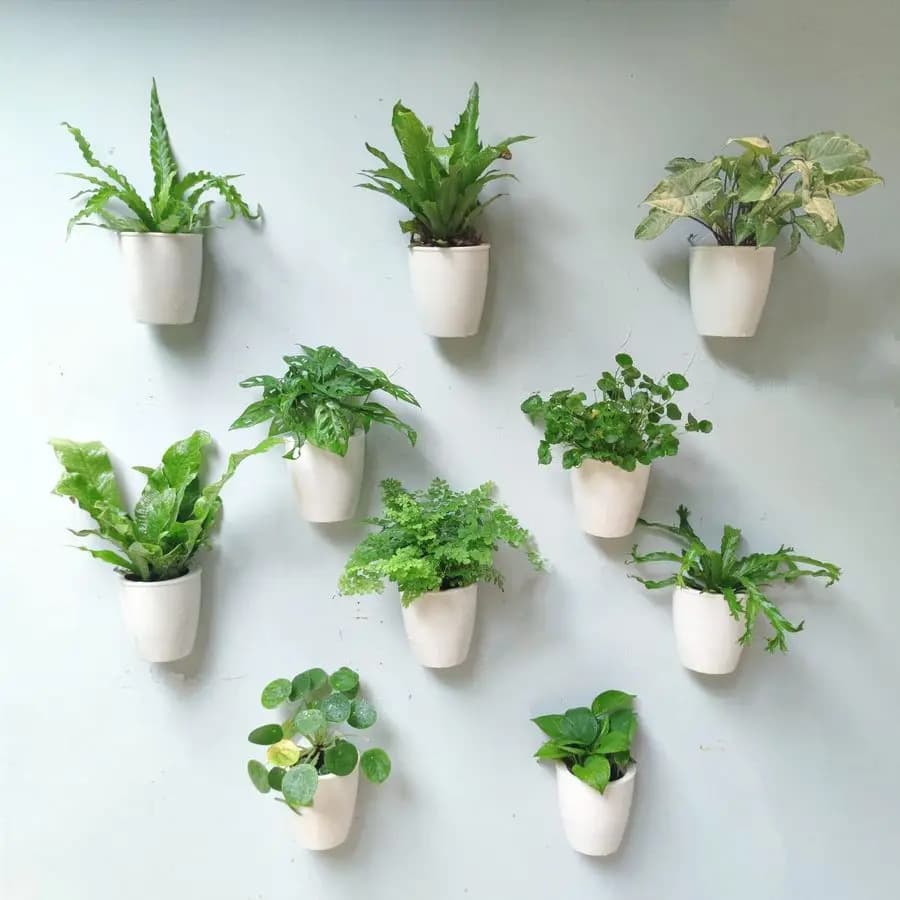 Wall Planter for Indoor Plants, Pack of 10, Plastic Vase Self-irrigating 5 Inch, Planter System from Suspended Ecological Parete, Trend