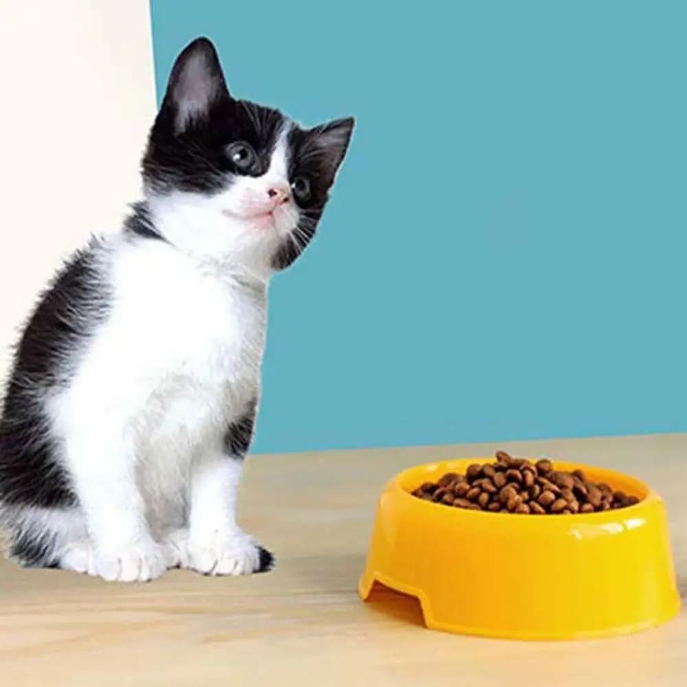 Ciotola per Cibo e Acqua per Cani e Gatti, Contenitore Rialzato per Cuccioli e Gattini, Accessori per Animali Domestici