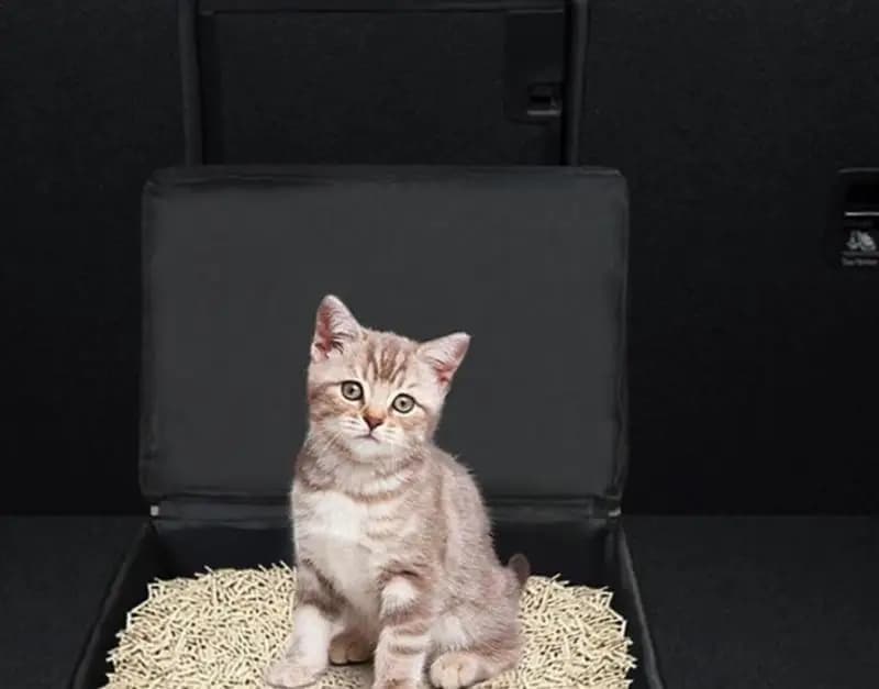 Lettiera portatile per gatti Lettiera da viaggio per gatti Custodia pieghevole impermeabile a prova di perdite con manico del coperchio Forniture per animali domestici