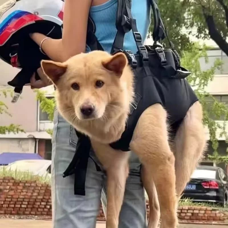 Zaino da Viaggio per Animali Domestici, Borsa a Tracolla per Cani e Gatti, in Tessuto Oxford Traspirante, Comoda per Escursioni e Passeggiate all'Aperto, 3 Misure