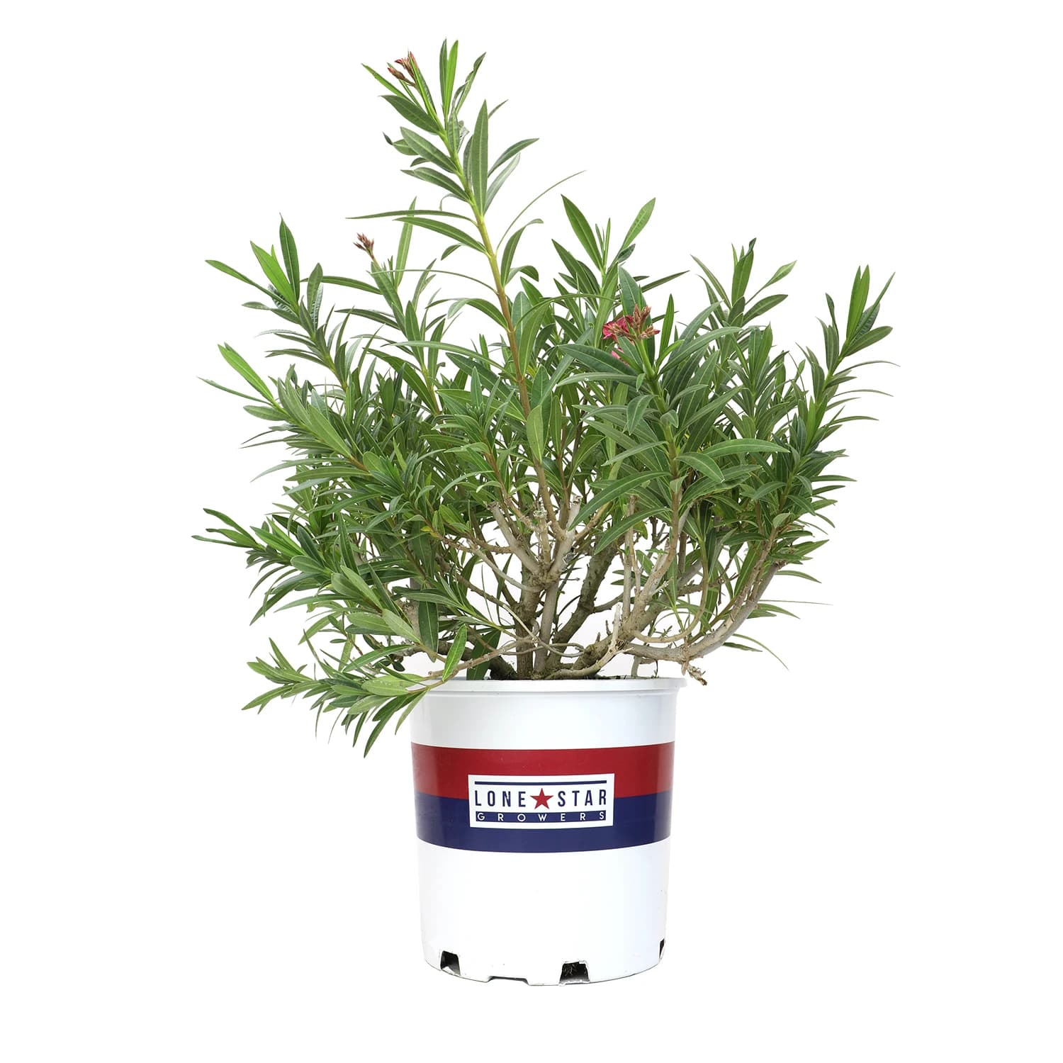 Nerium Flirt Dark Pink Oleander Drought Tolerant Live Plant in 8 Quart Pot for Full Sun Exposure