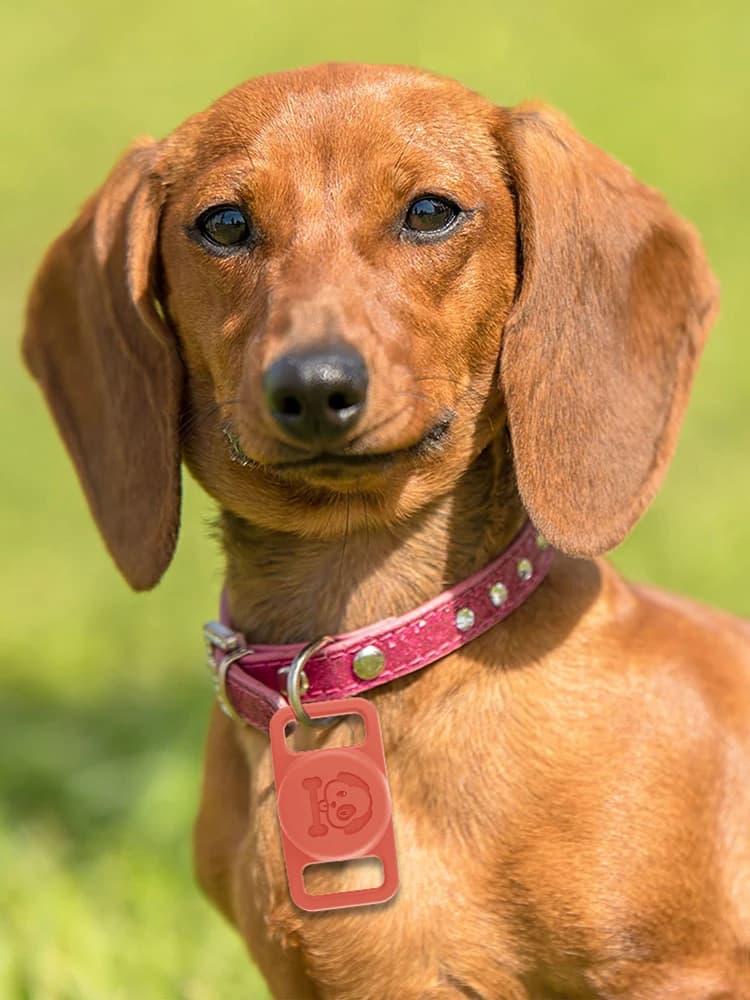 Custodia Airtag in silicone resistente e impermeabile per collari per animali domestici da 06 a 11 pollici Anti smarrimento per cani e gatti