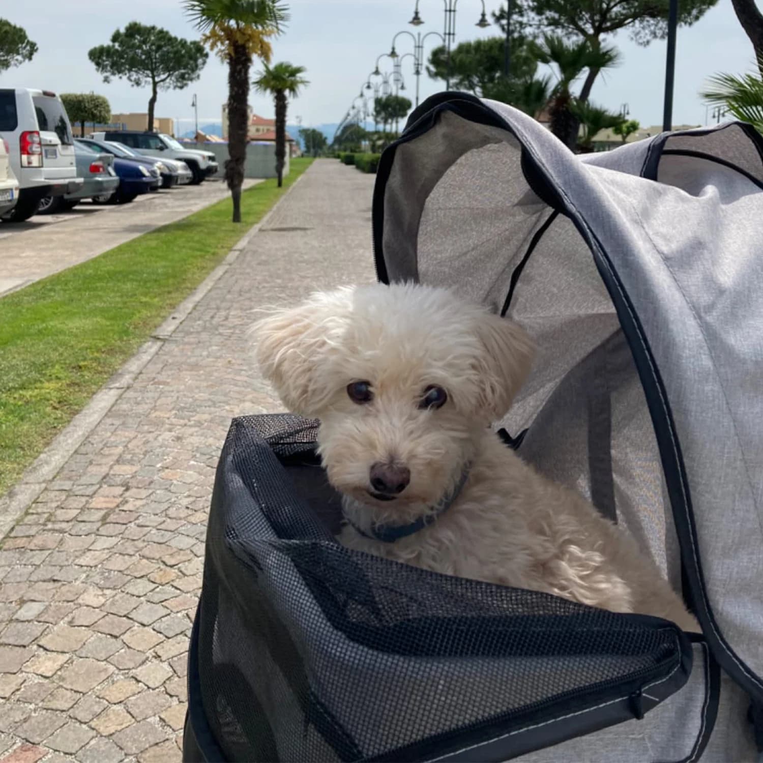Wedyvko carrelli portatili per animali domestici 3 ruote passeggini per animali domestici trasportino da viaggio all'aperto passeggini per cani e gatti