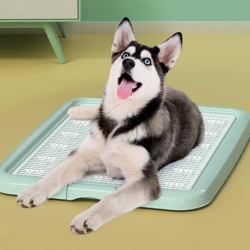 Toilette per cani per cani di piccola taglia e cuccioli piedi Non bagnati e toilette per cani Anti-trampolino per cani di taglia grande lavabo per piatti di grandi dimensioni