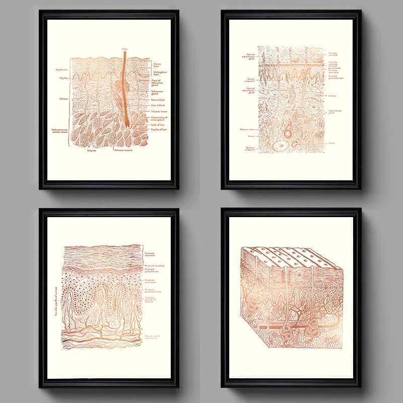Posters Prints Canvas Painting Wall Picture for Medical Spa Beauty Decor Dermatologist Gift Skin Anatomy Care Esthetician
