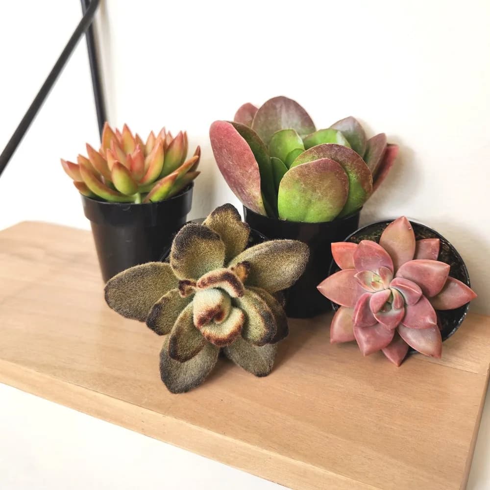 4 Pack Live Assorted Desert Fire Succulent House Plant Mix, 2.5 Inch Fully Rooted Potted Indoor & Outdoor Plants, Thrives in Full Sun & Bright Indirect Light, Low Maintenance Drought Tolerant Decorative Greenery