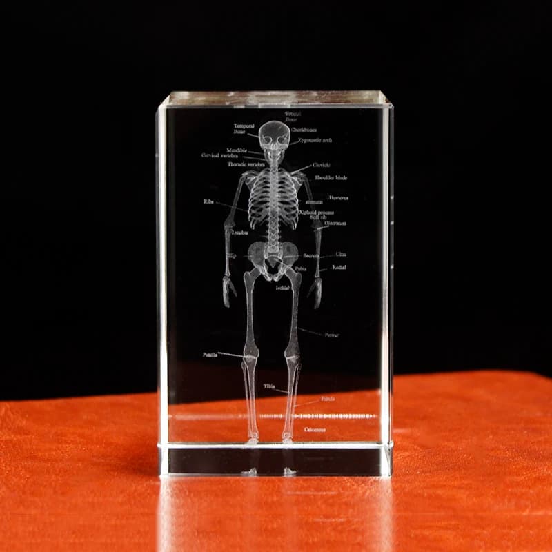 Cubo di scheletro anatomico umano inciso al laser 3D modello K9 ornamento artigianale in cristallo pensiero regali di scienze mediche decorazione della casa