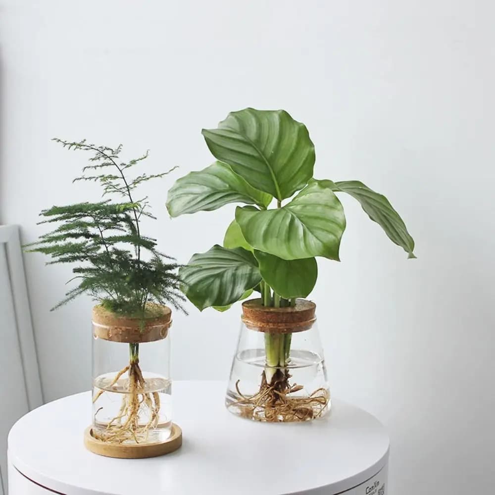 Creative Home Glass Vase Mini Transparent Hydroponic Flower Pot Potted Soilless Green Plant Terrarium Garden Decoration