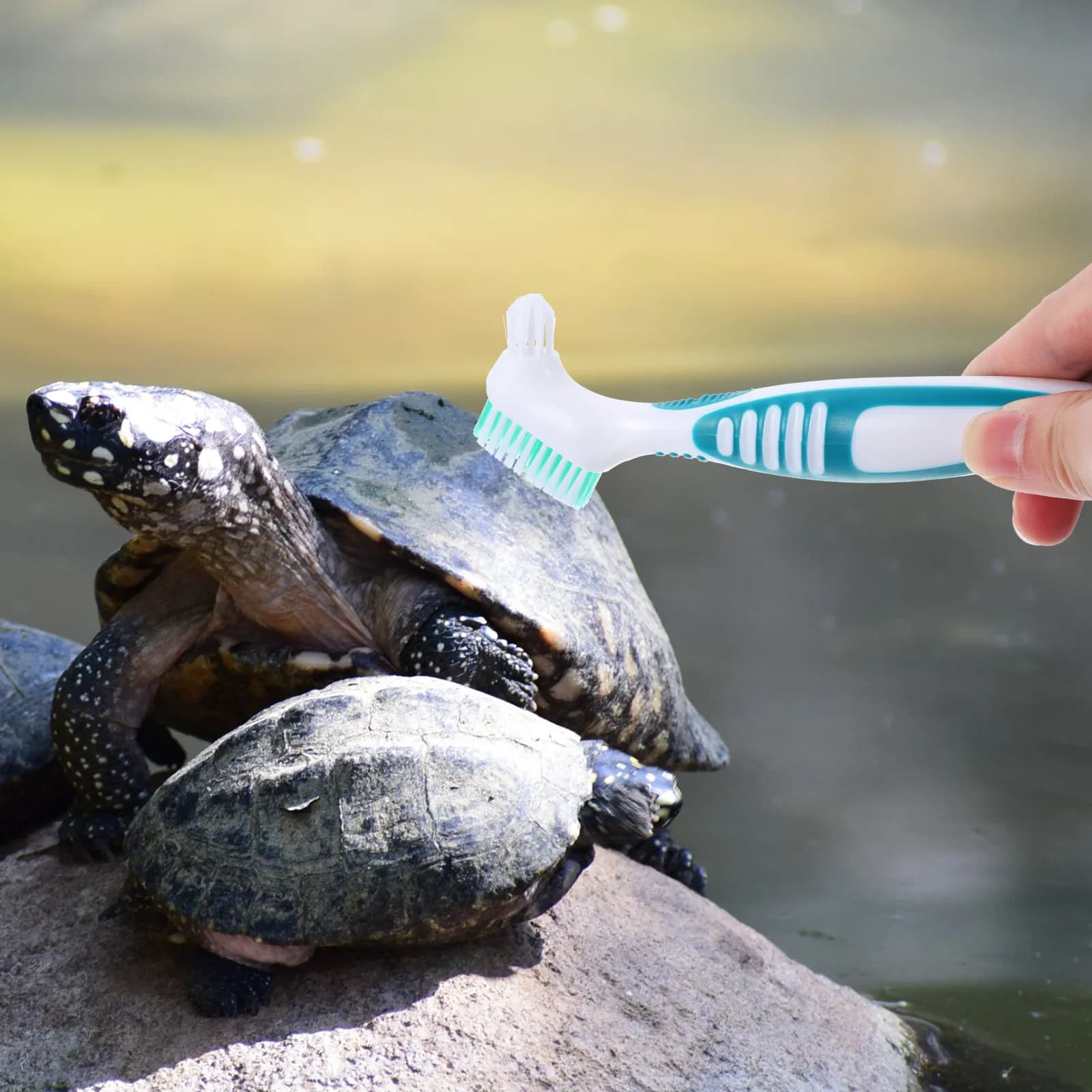Turtle Shell Cleaning Brush Multi-Functional Mini Brush for Turtle Tortoise Shell Conch Cleaning Household Portable Small