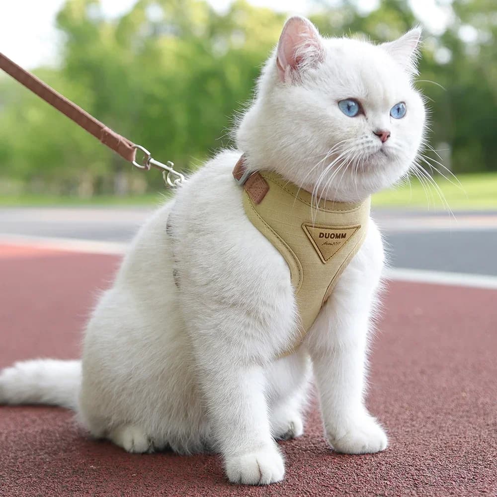 Forniture per passeggiate all'aperto per cuccioli di gatto Set di imbracature e guinzagli per animali domestici alla moda per cani di piccola taglia Imbracature per gattini durevoli e traspiranti