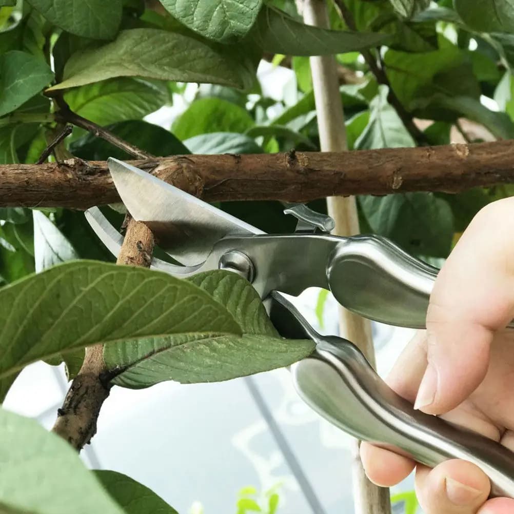 Holes for Powering Stainless Steel Fruit Trees, 1 Piece, with Anti-slip Ergonomic Handle and Arco Design for Garden, Frutteto, Coppers and Bowls