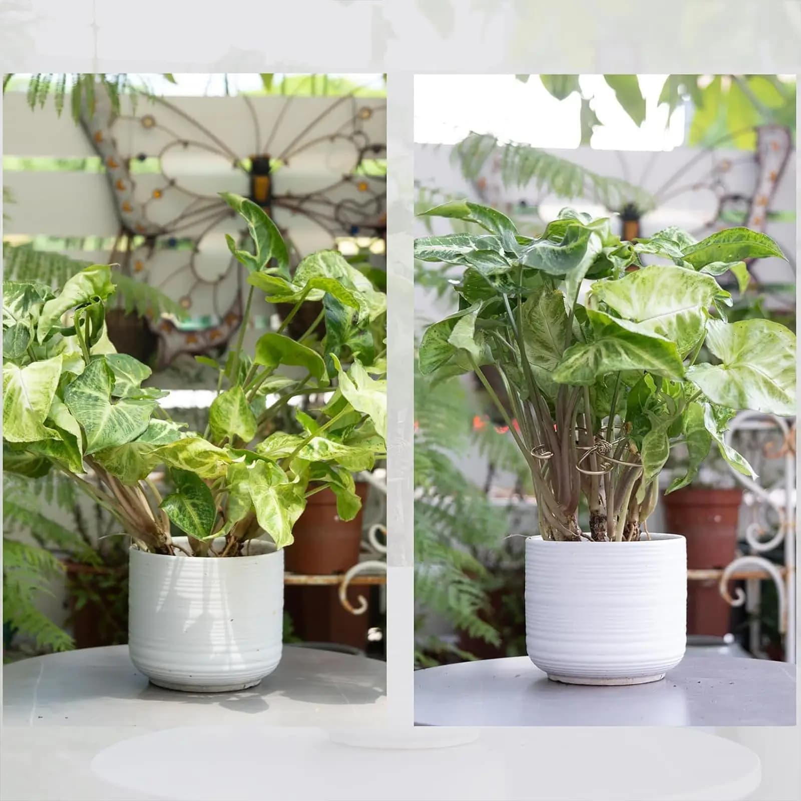 5 Pieces Plant Stem Supports Metal Practical Plant Climbers Stem Holders for Yard Indoor Outdoor Potted Plants Backyard Balcony