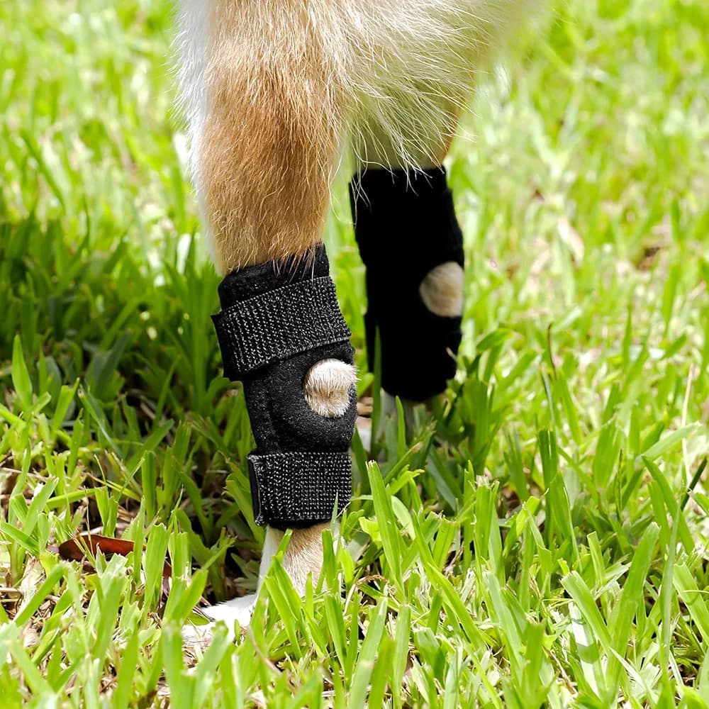 52/2000 funzionamento della reggia della gamba del cane dopo la distorsione della gamba del cane reggia ausiliaria copertura protettiva ginocchiera