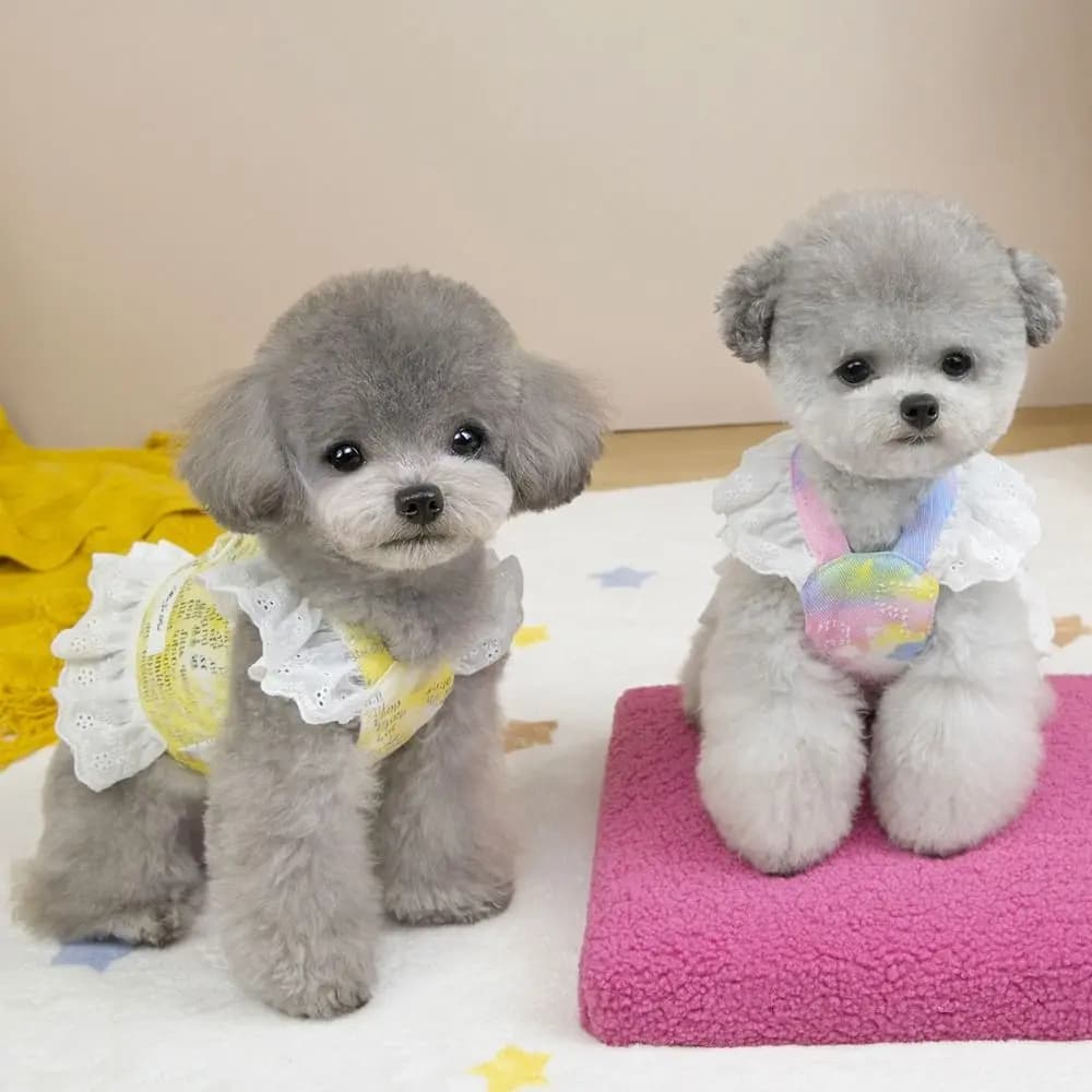 Gilet per animali domestici, grazioso pettorinino per cani, design sottile e traspirante, vestito con maniche in pizzo per animali domestici, morbida cinghia pettorale per gatti, primavera