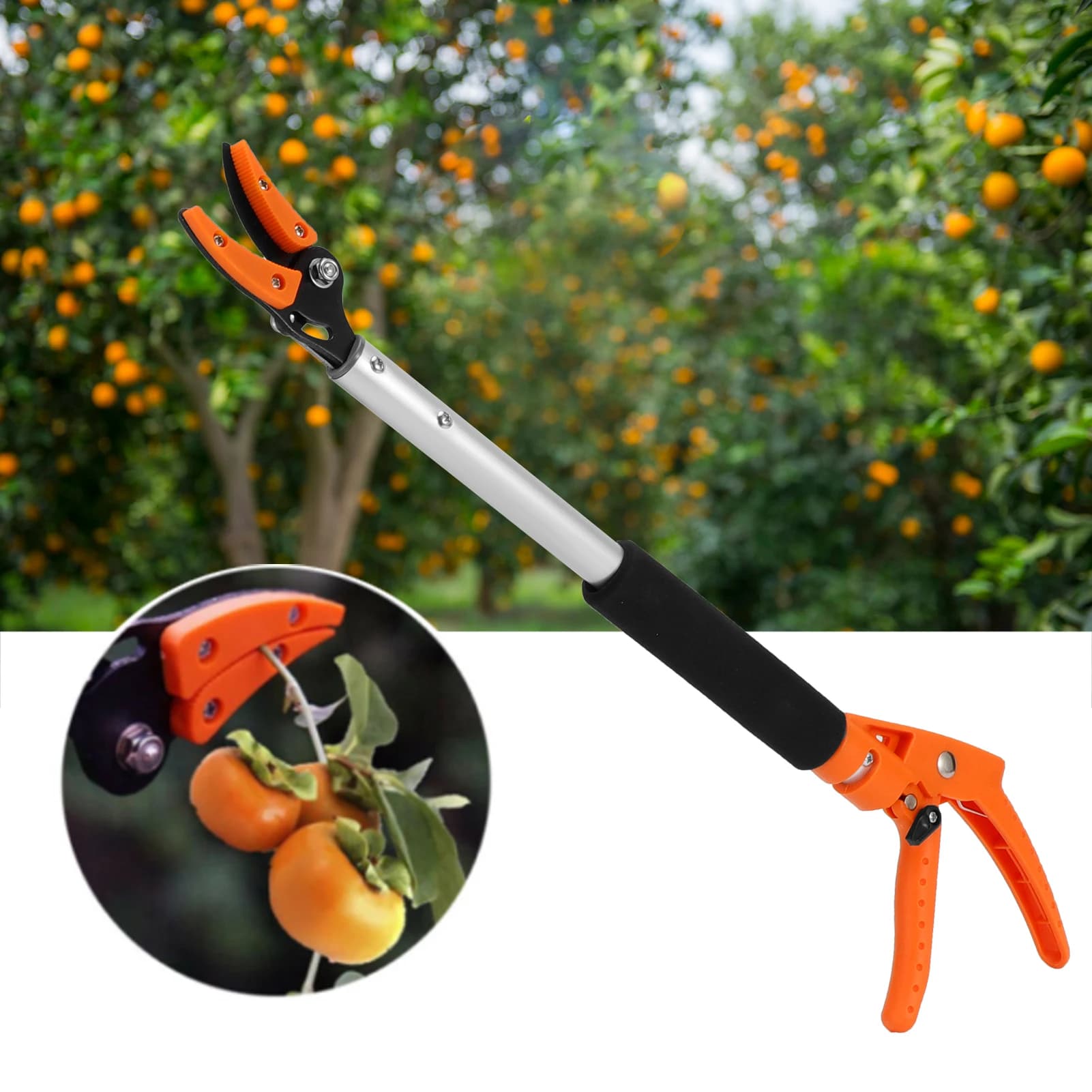 Forbici Raccogli Frutta per Uva e Pesche, Cesoie per Potatura Rami, Accessorio da Giardinaggio