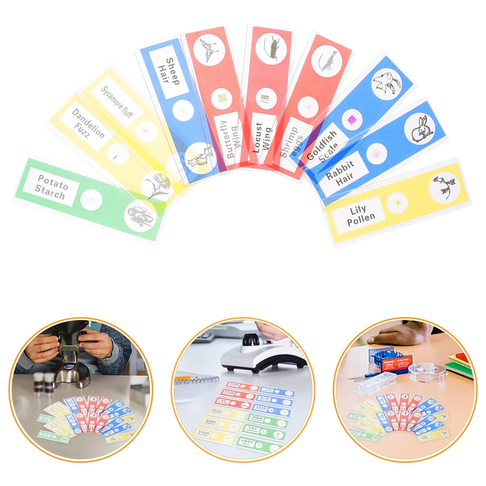 Set di 36 Preparati Microscopici in Plastica con Esemplari di Piante, Animali e Insetti, Kit Educativo per lo Studio della Biologia per Bambini