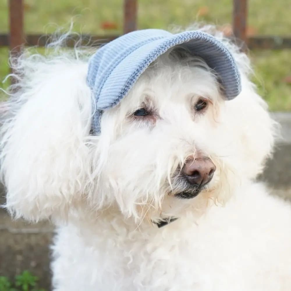 Outdoor sports hat Adjustable dog baseball cap Parent-son hat for soft and breathable dogs with ear holes Sun hat for pets for dogs Cats