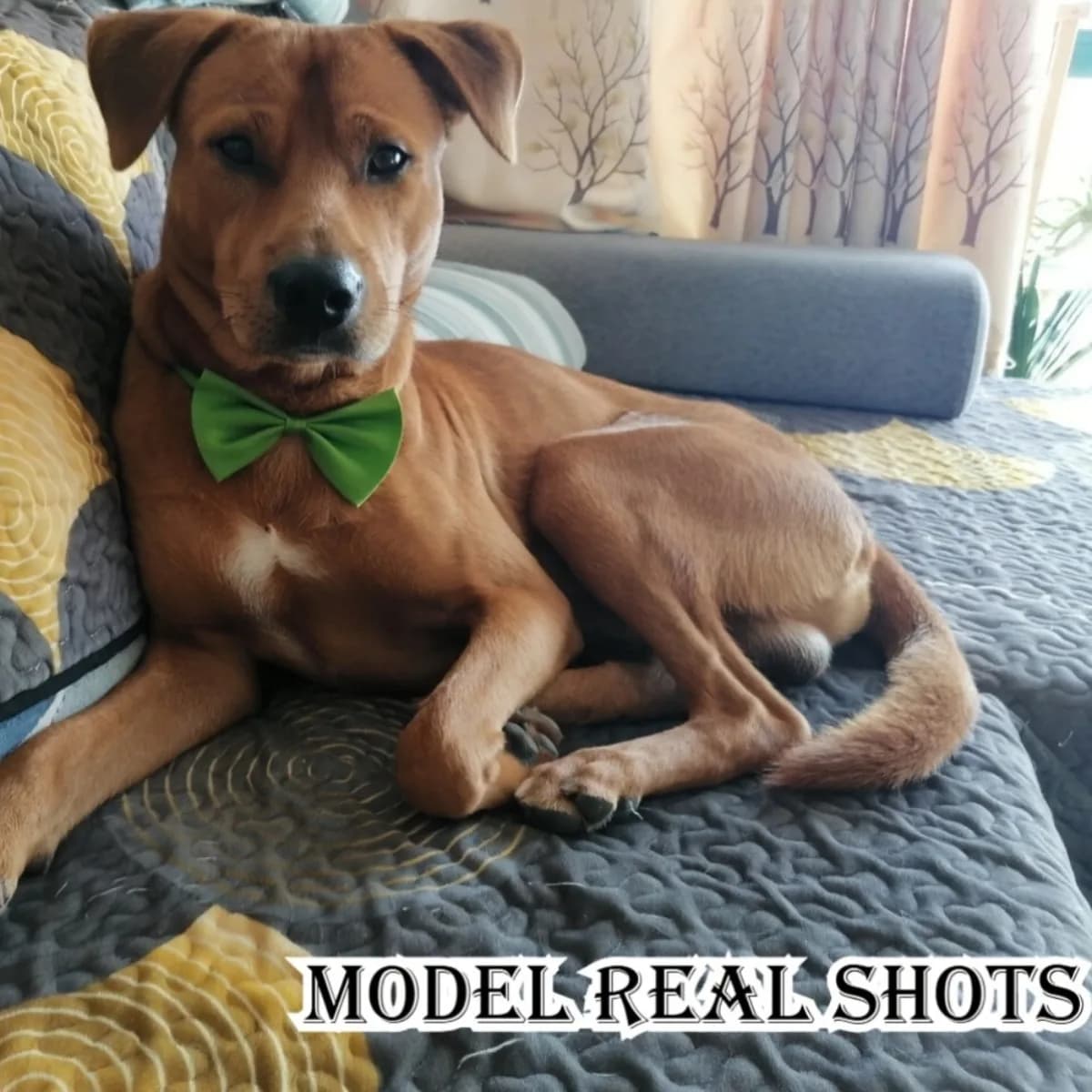 10 Pezzi Collari con Fiocco per Cani e Gatti, Set di Fiocchi Colorati Regolabili, Accessori Lavabili in Lavatrice per Piccoli Animali
