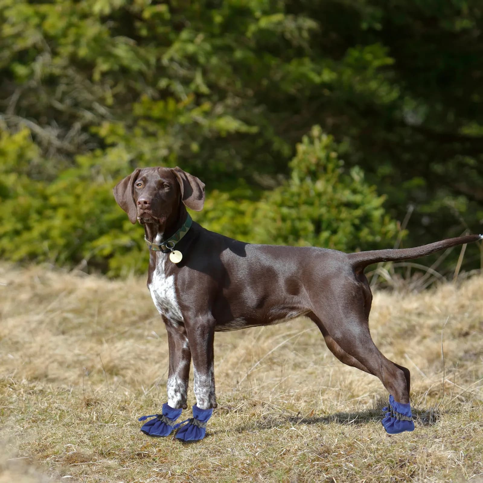 4 Pezzi Stivali Impermeabili per Cani Blu Antiscivolo per Cani Piccoli e Medi, Scarpe Protettive per Sport all'Aperto, Escursionismo e Corsa