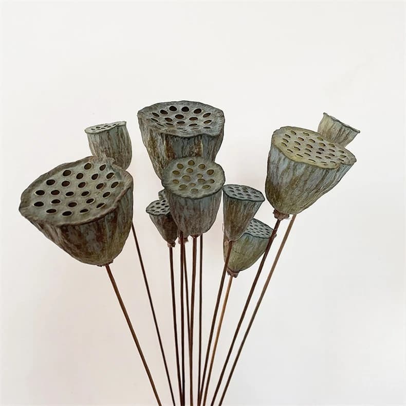 Natural Dry Lotus Bowls with Seeds for Photographic Scene Objects, Artistic Exhibitions, Dry Floral Compositions, Boho Decorations for the Home, Material Fai-da- ♪