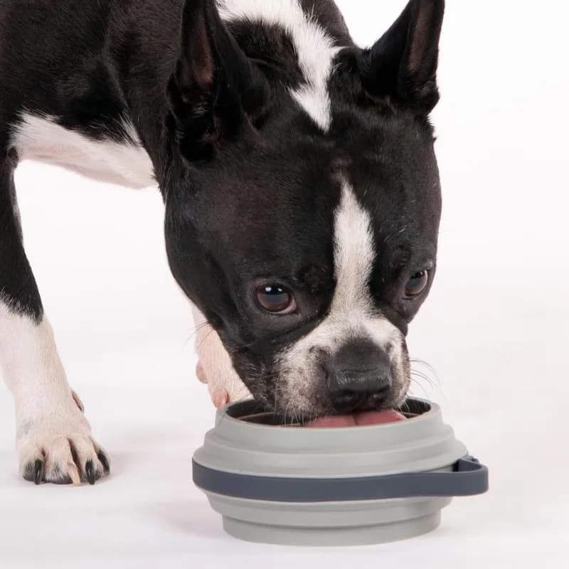 PHFU-For Small To Medium Dog Compatible Silicone Pet Food Bowls-Foldable, Dishwasher Safe Design