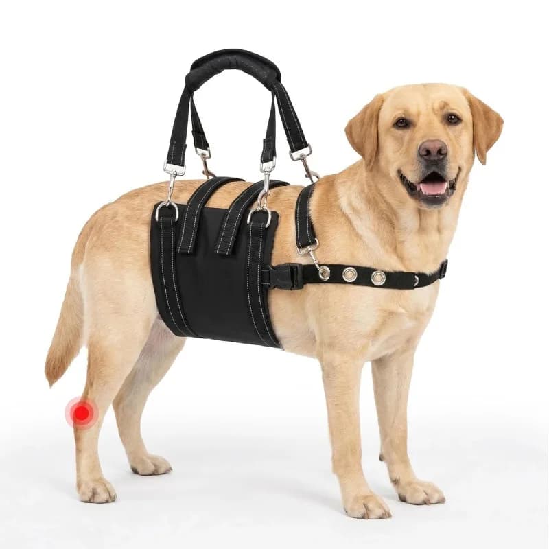 Pet Disability Assistance Elderly Injured Dogs for Outdoor Traction Harness Assistance Postoperative Rehabilitation Belt