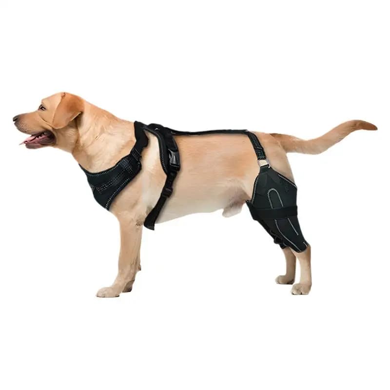 Ginocchiera per cani Gamba posteriore Cani regolabili Avvolgimento per gamba posteriore Cani Avvolgimento per gamba posteriore Cura canina Tutore di supporto CCL per medie e grandi