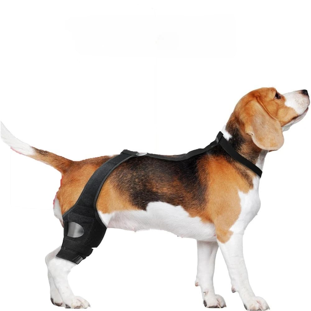 Supporti per ginocchiere per cani, migliore recupero ACL per le gambe per cani, bretelle per animali traspiranti dopo la chirurgia delle infortuni Accessori per cani Archi per cani