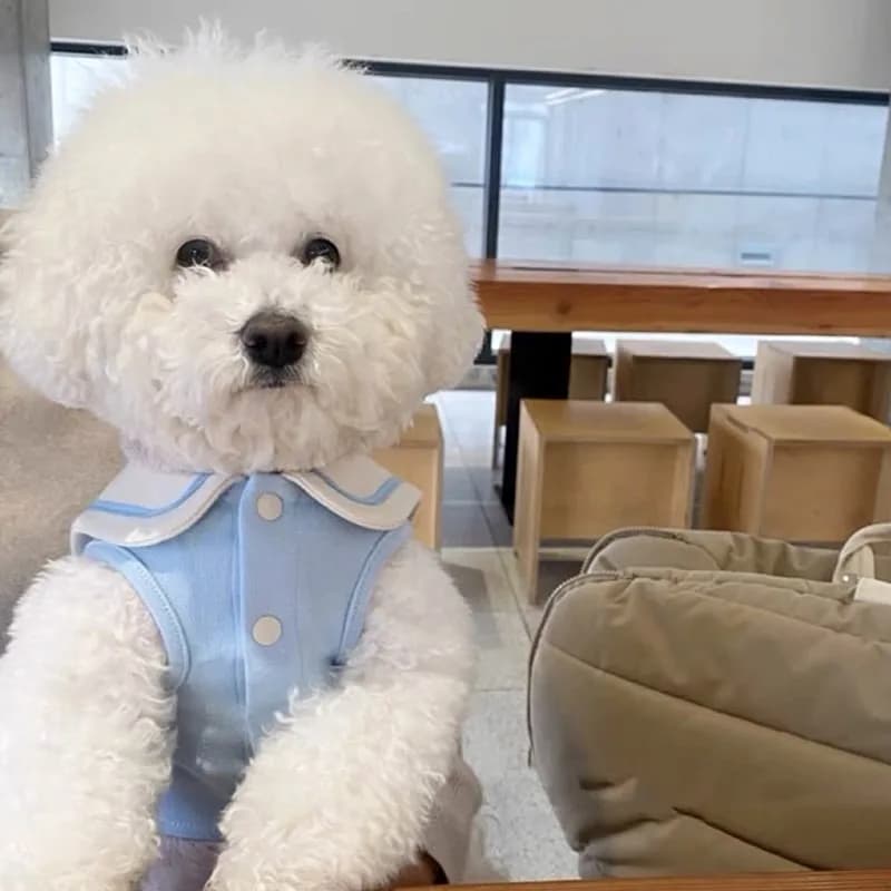 Colletto blu navy Vestiti per animali Teddy Bichon Frise Gilet estivo Piccolo cane Tinta unita Pullover Manica corta maltese